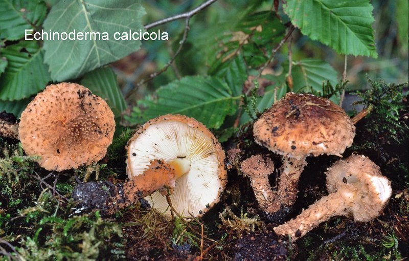 Echinoderma calcicola-amf1983-1.jpg - Echinoderma calcicola ; Syn1: Cystolepiota calcicola ; Syn2: Lepiota calcicola ; Nom français: Lépiote des terrains calcaires